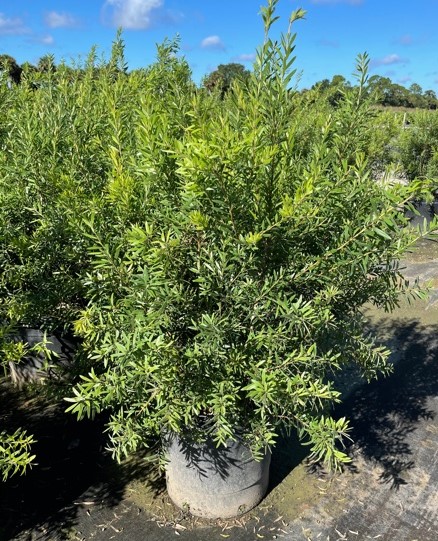 callistemon-red-cluster-bottlebrush