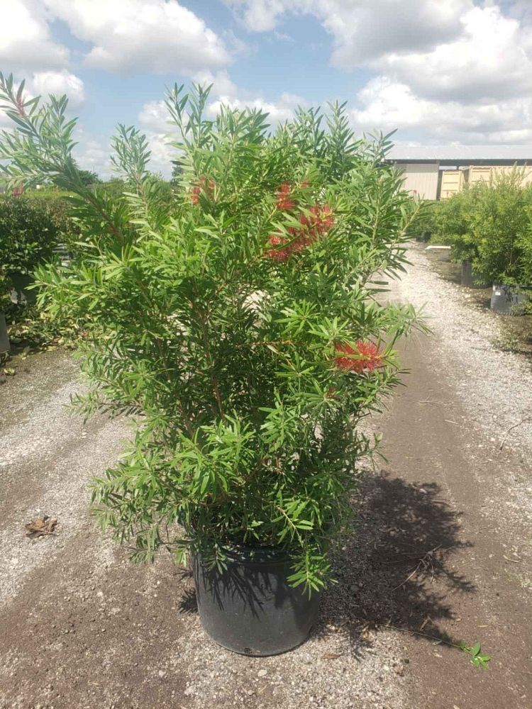 callistemon-red-cluster-bottlebrush