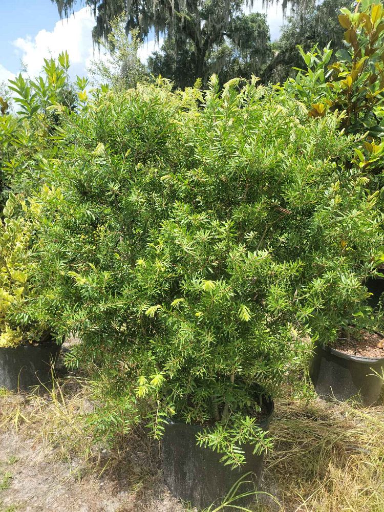 callistemon-red-cluster-bottlebrush