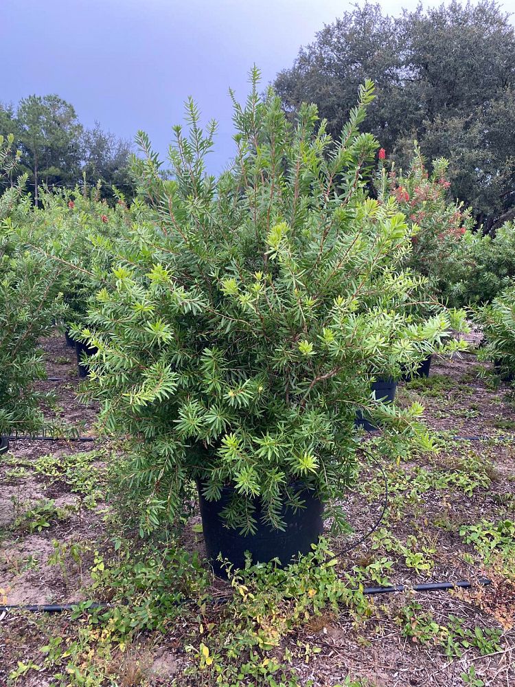 callistemon-red-cluster-bottlebrush