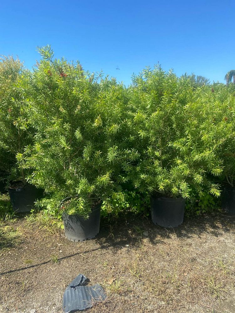 callistemon-red-cluster-bottlebrush