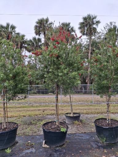 callistemon-red-cluster-bottlebrush