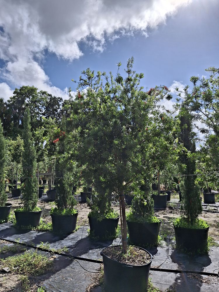 callistemon-red-cluster-bottlebrush
