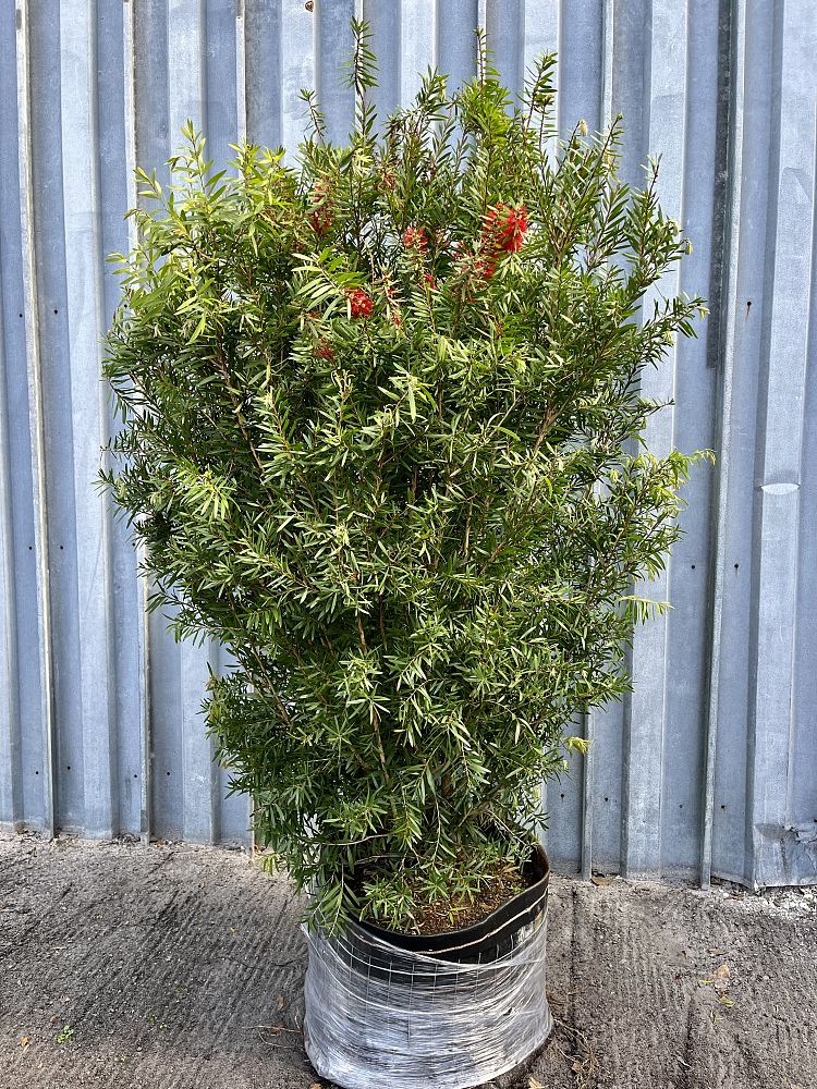 callistemon-red-cluster-bottlebrush