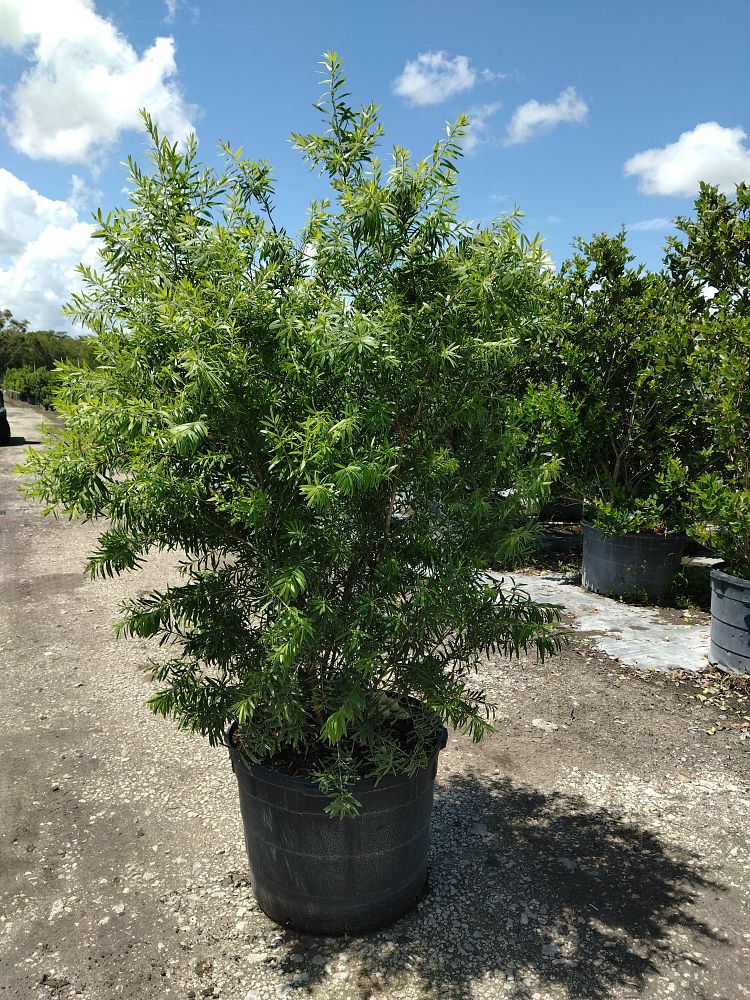 callistemon-red-cluster-bottlebrush