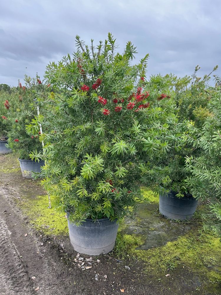 callistemon-red-cluster-bottlebrush