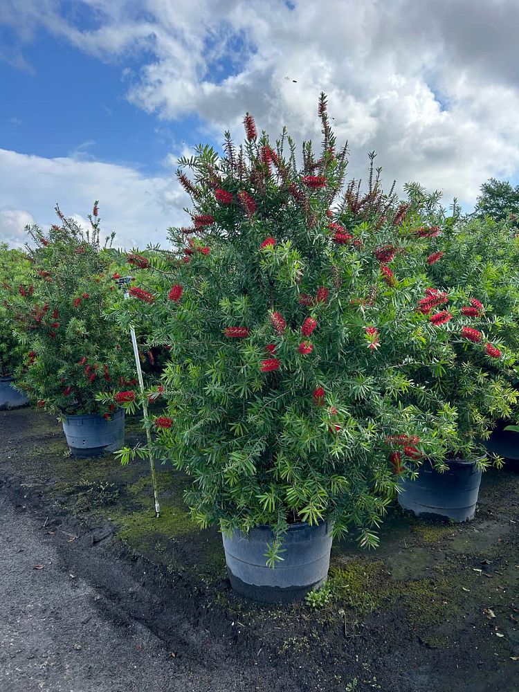 callistemon-red-cluster-bottlebrush