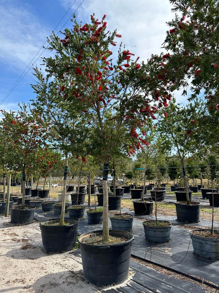 callistemon-red-cluster-bottlebrush