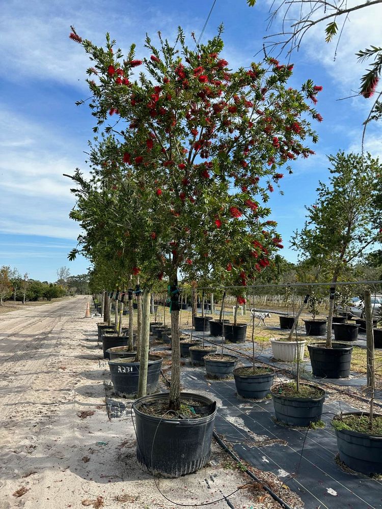 callistemon-red-cluster-bottlebrush