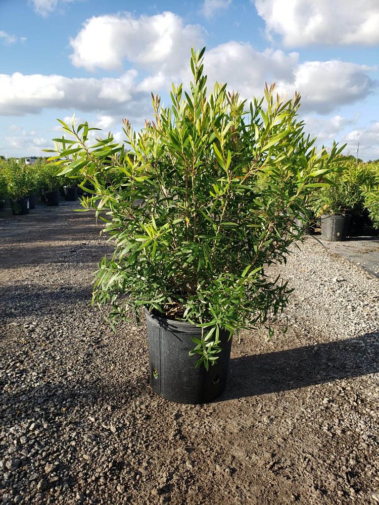 callistemon-red-cluster-bottlebrush