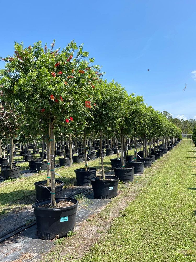 callistemon-red-cluster-bottlebrush