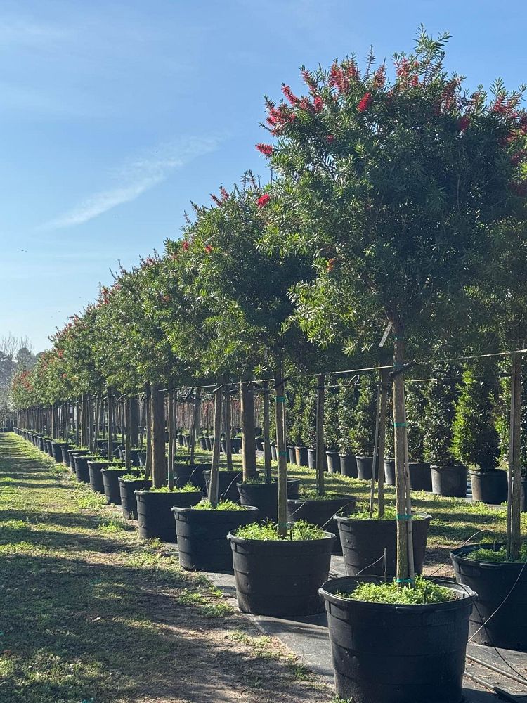 callistemon-red-cluster-bottlebrush