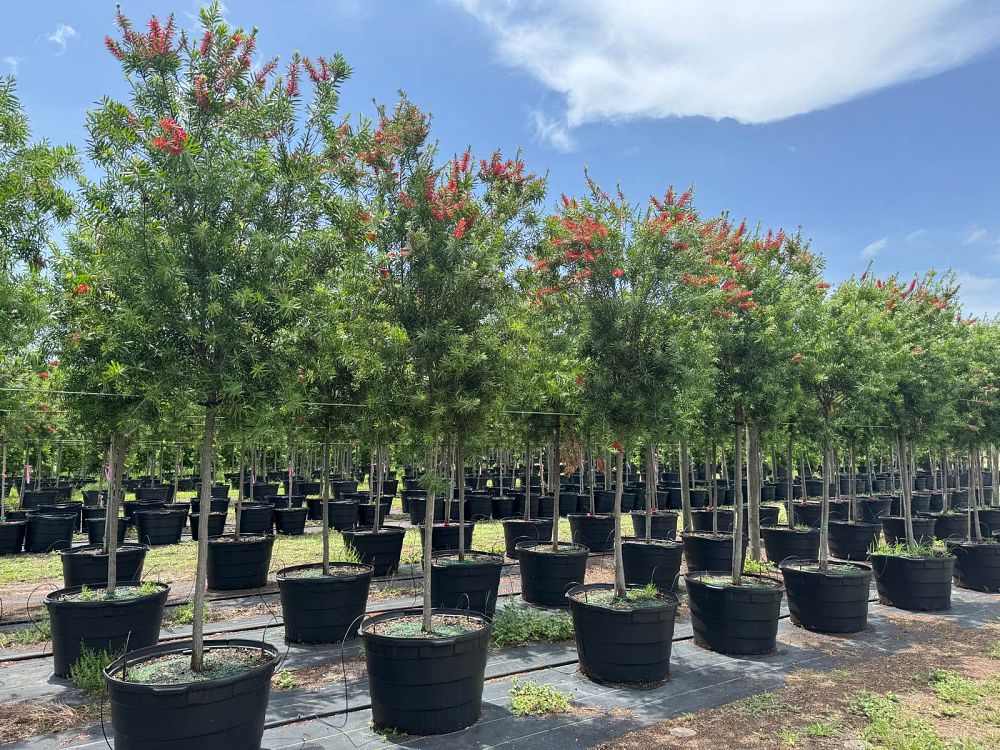 callistemon-red-cluster-bottlebrush