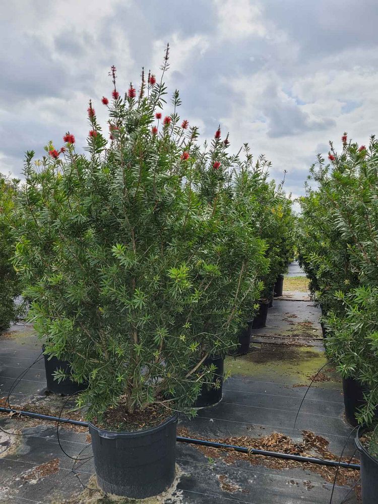 callistemon-red-cluster-bottlebrush
