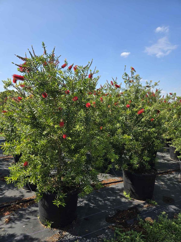 callistemon-red-cluster-bottlebrush