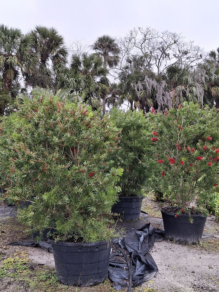 callistemon-red-cluster-bottlebrush