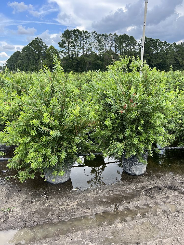 callistemon-red-cluster-bottlebrush