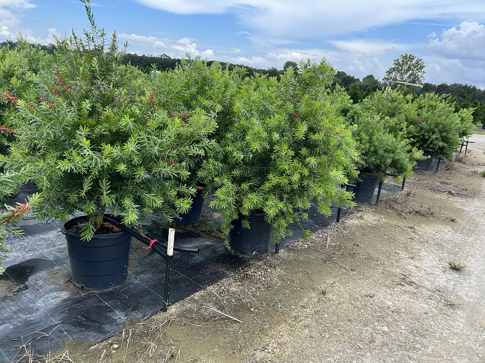 callistemon-red-cluster-bottlebrush