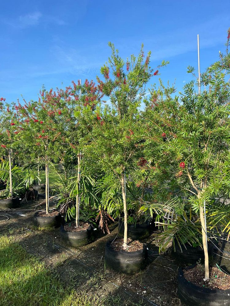 callistemon-red-cluster-bottlebrush