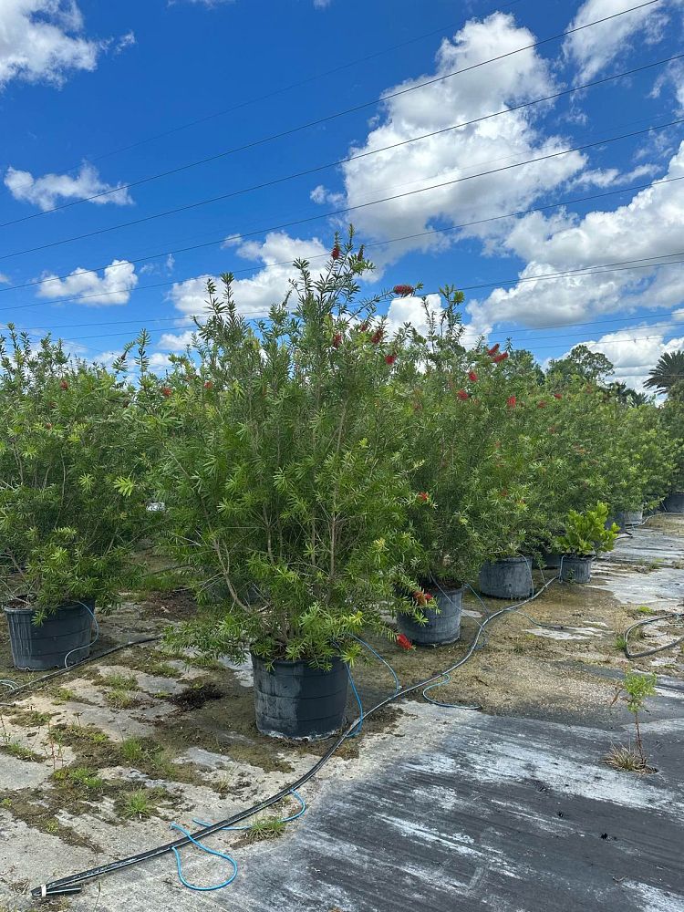 callistemon-red-cluster-bottlebrush