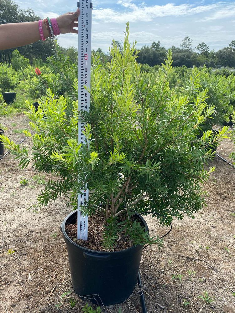 callistemon-red-cluster-bottlebrush