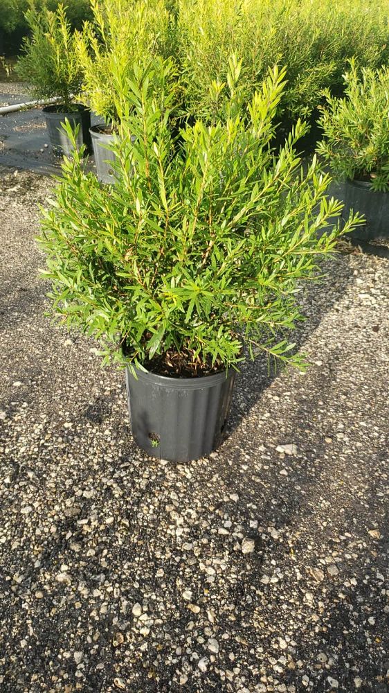 callistemon-red-cluster-bottlebrush