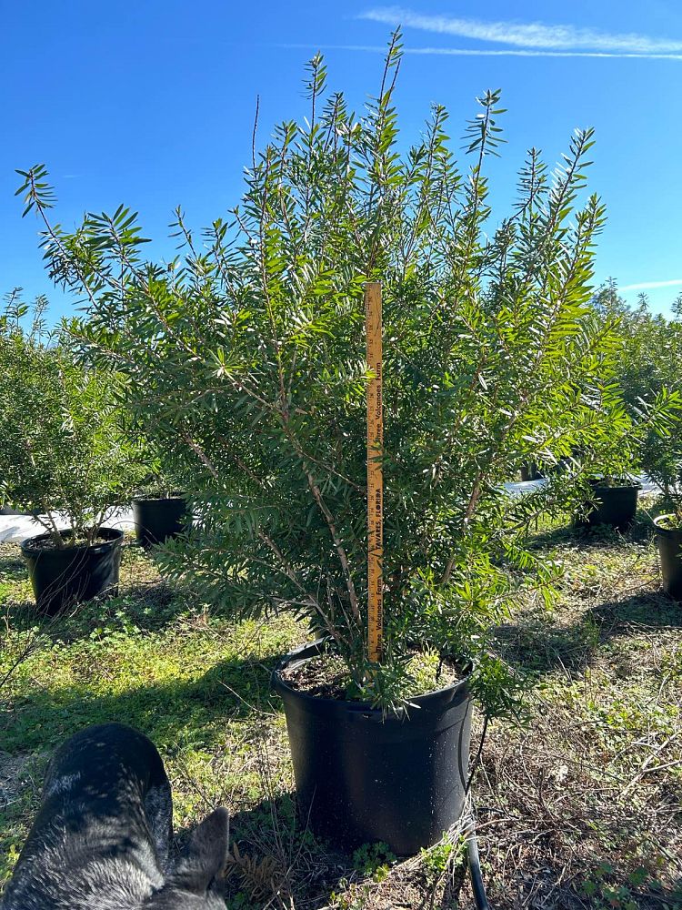 callistemon-red-cluster-bottlebrush