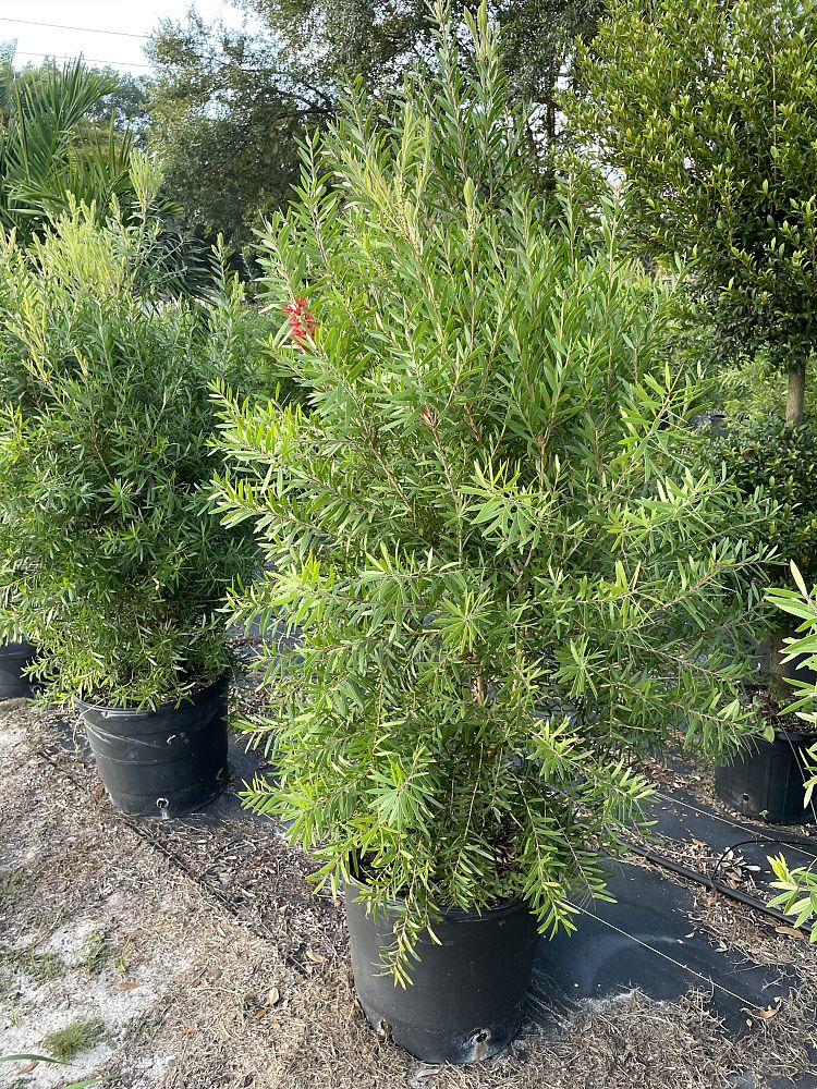callistemon-red-cluster-bottlebrush