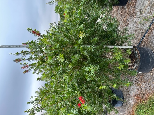 callistemon-red-cluster-bottlebrush