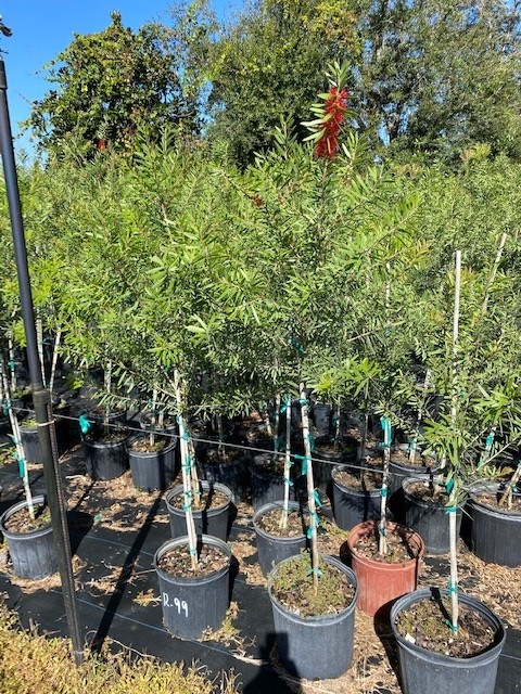 callistemon-red-cluster-bottlebrush