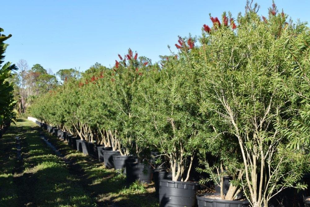 callistemon-red-cluster-bottlebrush