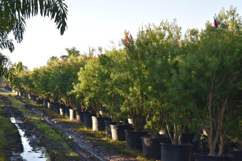 callistemon-red-cluster-bottlebrush