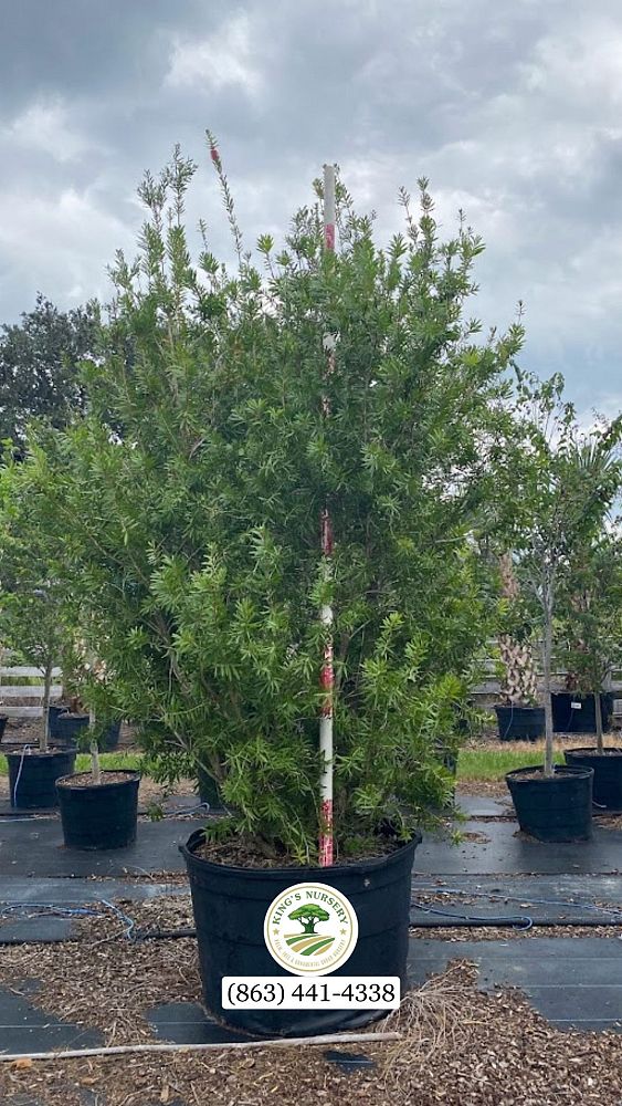 callistemon-red-cluster-bottlebrush
