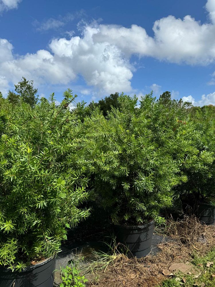 callistemon-red-cluster-bottlebrush