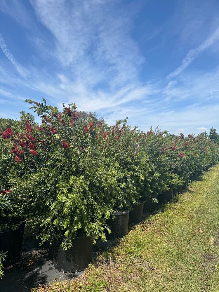 callistemon-red-cluster-bottlebrush