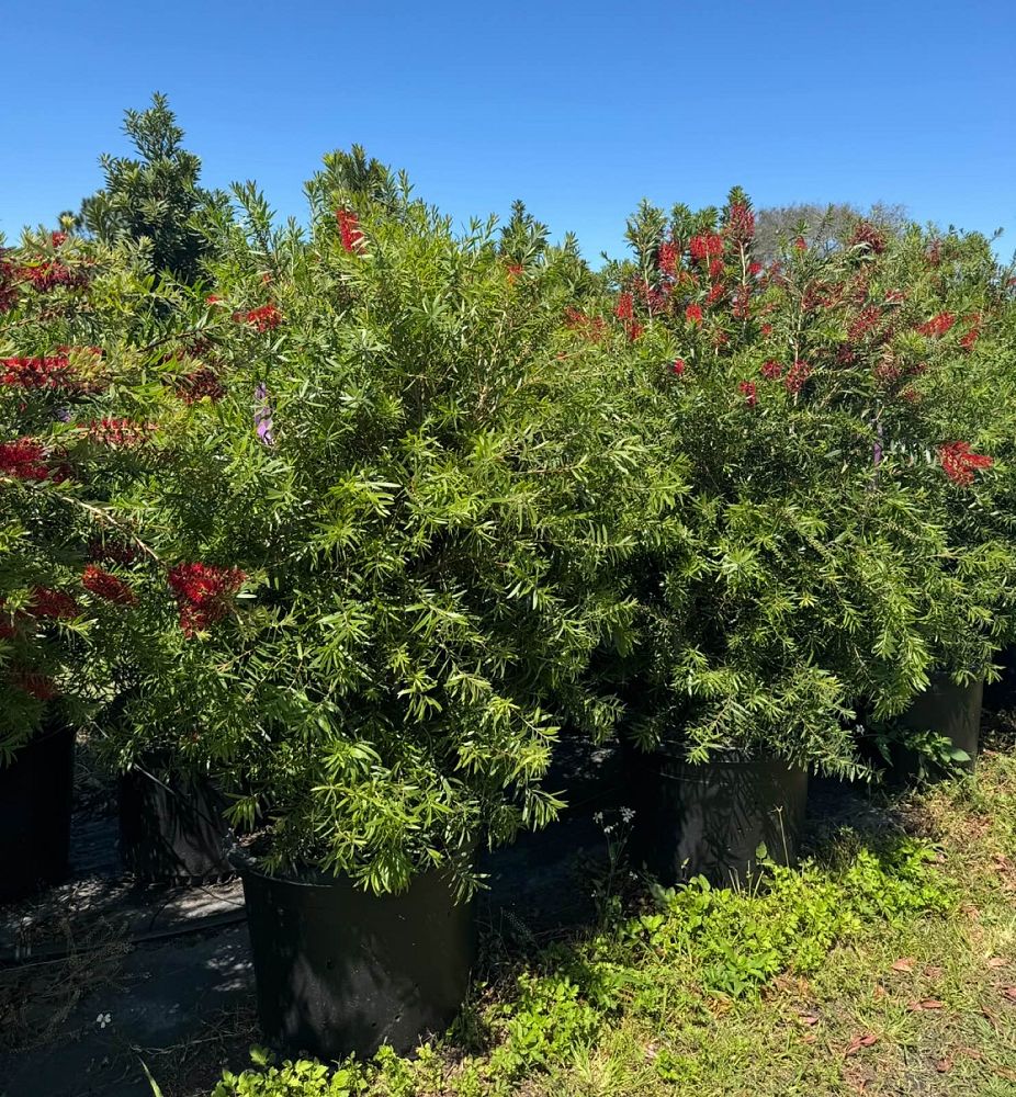 callistemon-red-cluster-bottlebrush
