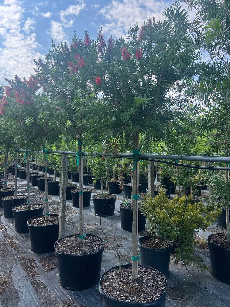 callistemon-red-cluster-bottlebrush