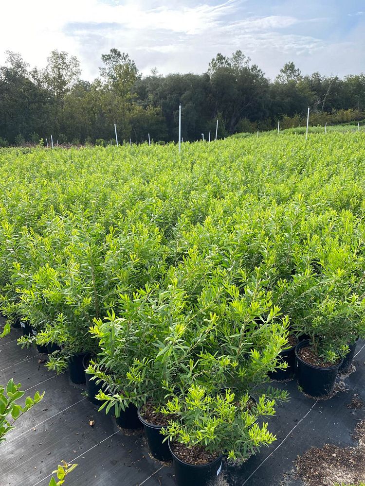 callistemon-red-cluster-bottlebrush
