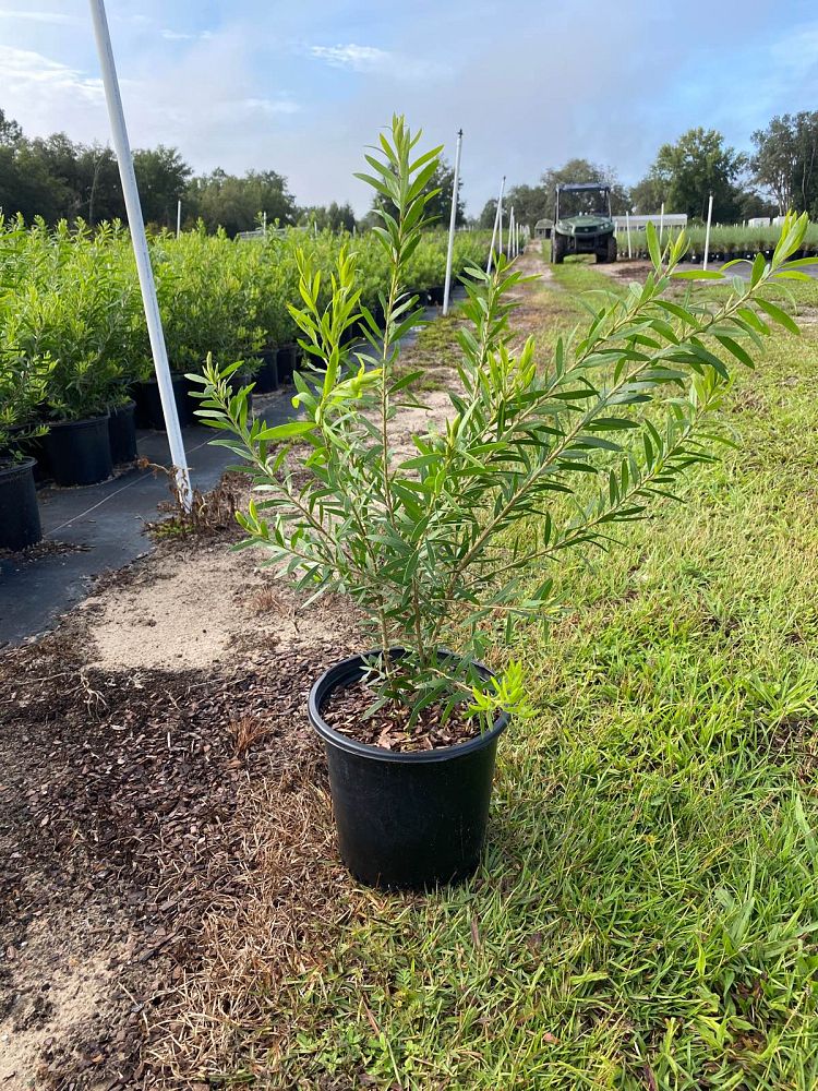 callistemon-red-cluster-bottlebrush