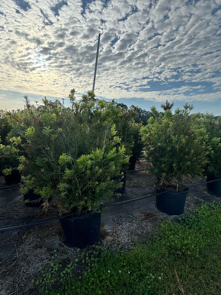 callistemon-red-cluster-bottlebrush