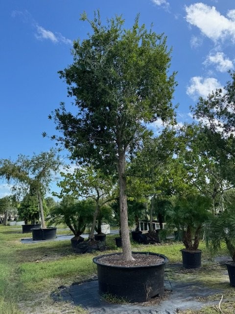 callistemon-red-cluster-bottlebrush