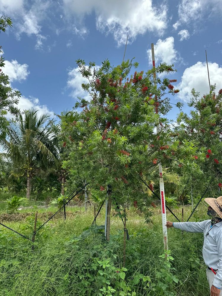 callistemon-red-cluster-bottlebrush