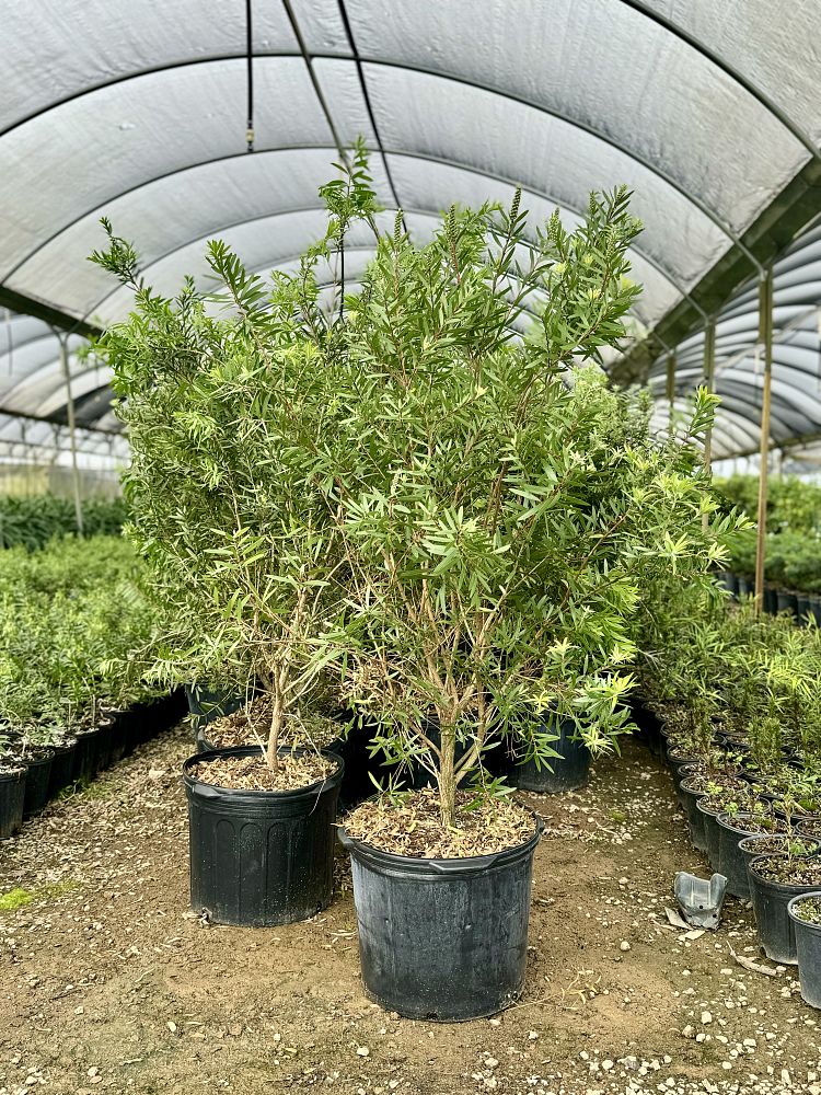 callistemon-red-cluster-bottlebrush