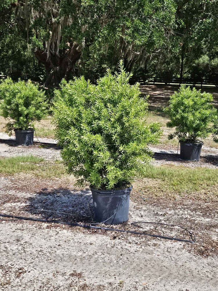 callistemon-red-cluster-bottlebrush