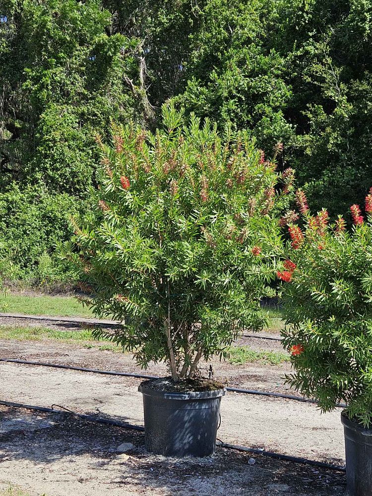 callistemon-red-cluster-bottlebrush