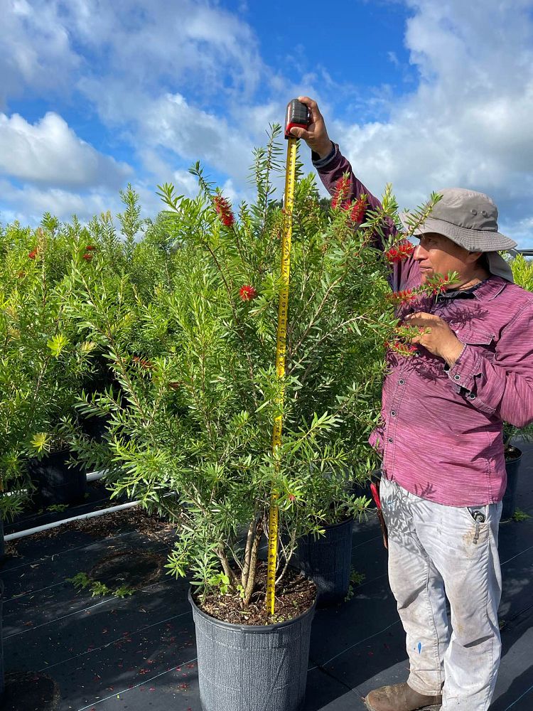 callistemon-red-cluster-bottlebrush