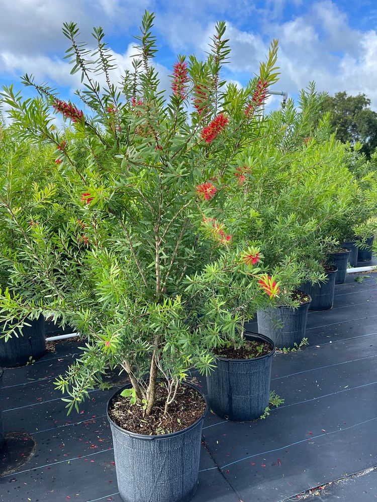 callistemon-red-cluster-bottlebrush