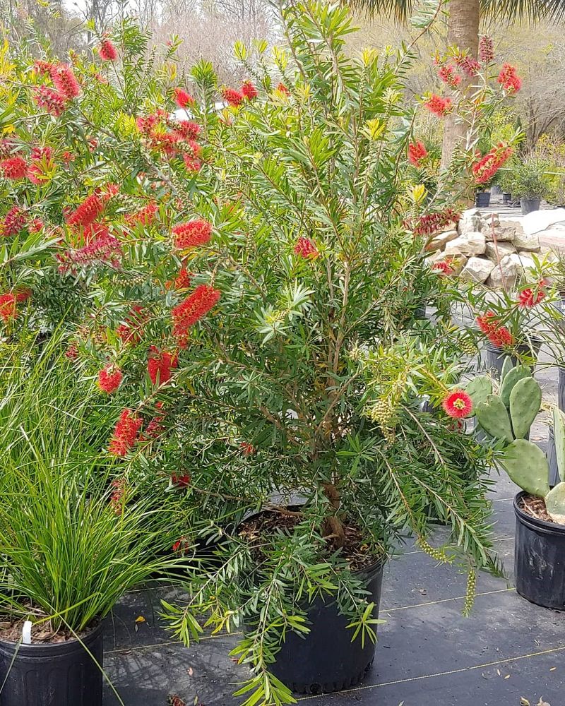 callistemon-red-cluster-bottlebrush