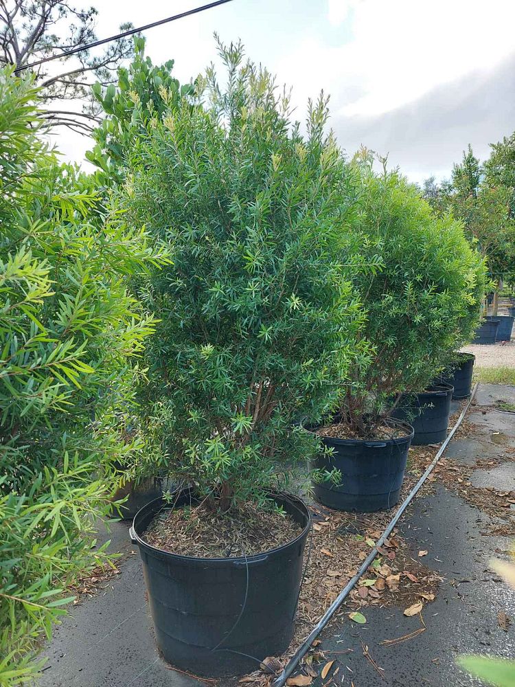 callistemon-red-cluster-bottlebrush