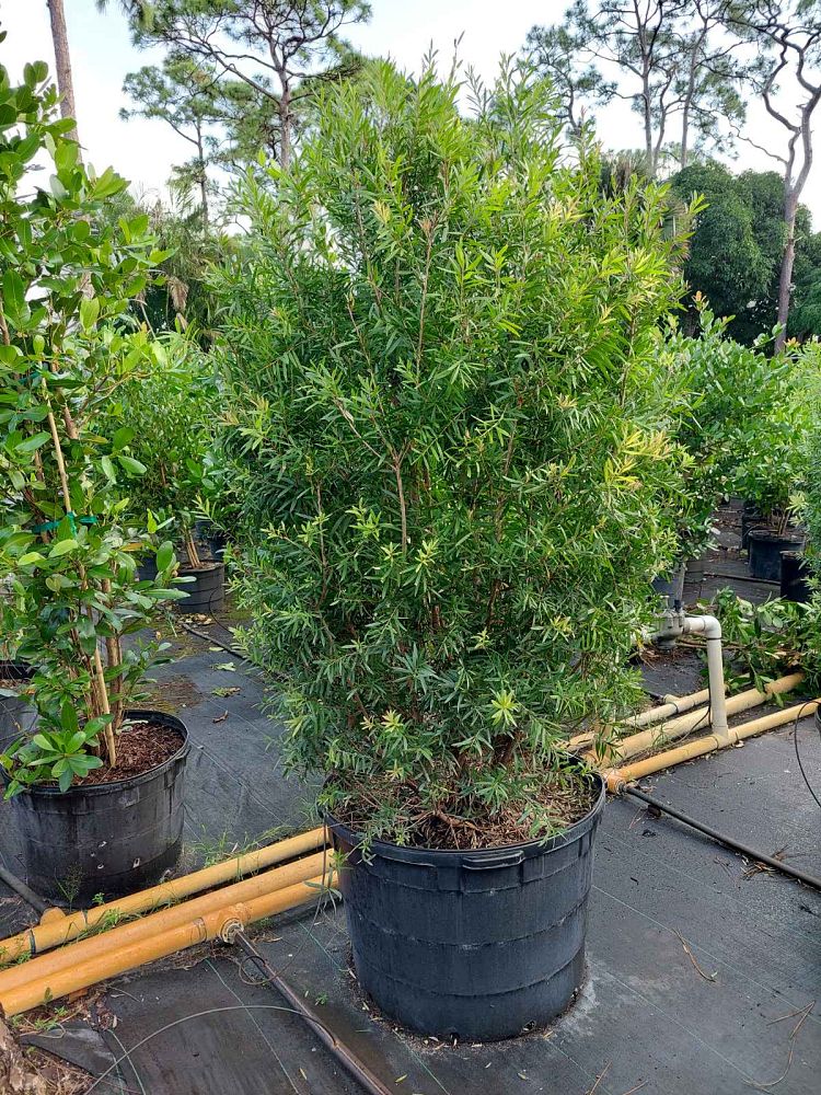 callistemon-red-cluster-bottlebrush